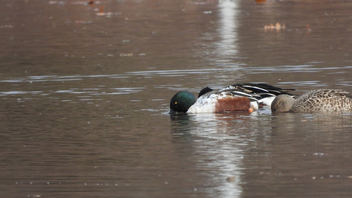 Northern Shoveler - ML645808395