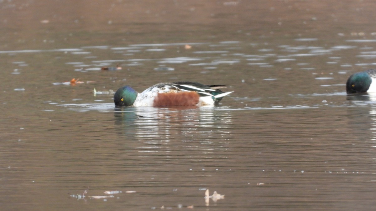 Northern Shoveler - ML645808399