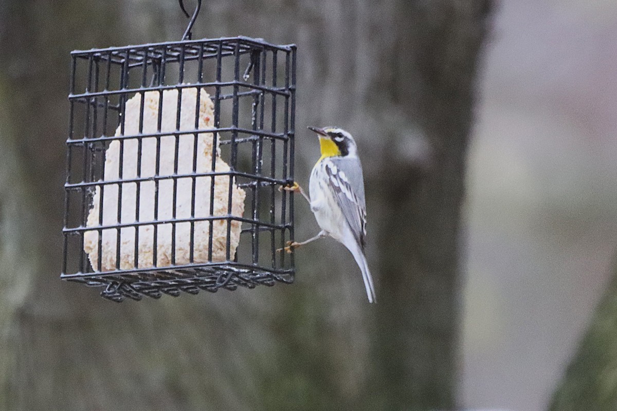 Yellow-throated Warbler - ML645808401