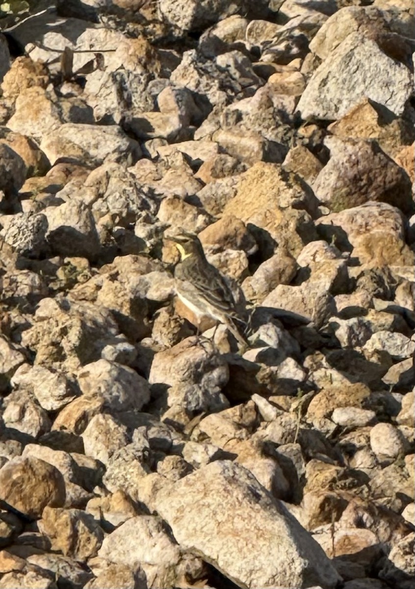 Alondra Cornuda - ML645808402