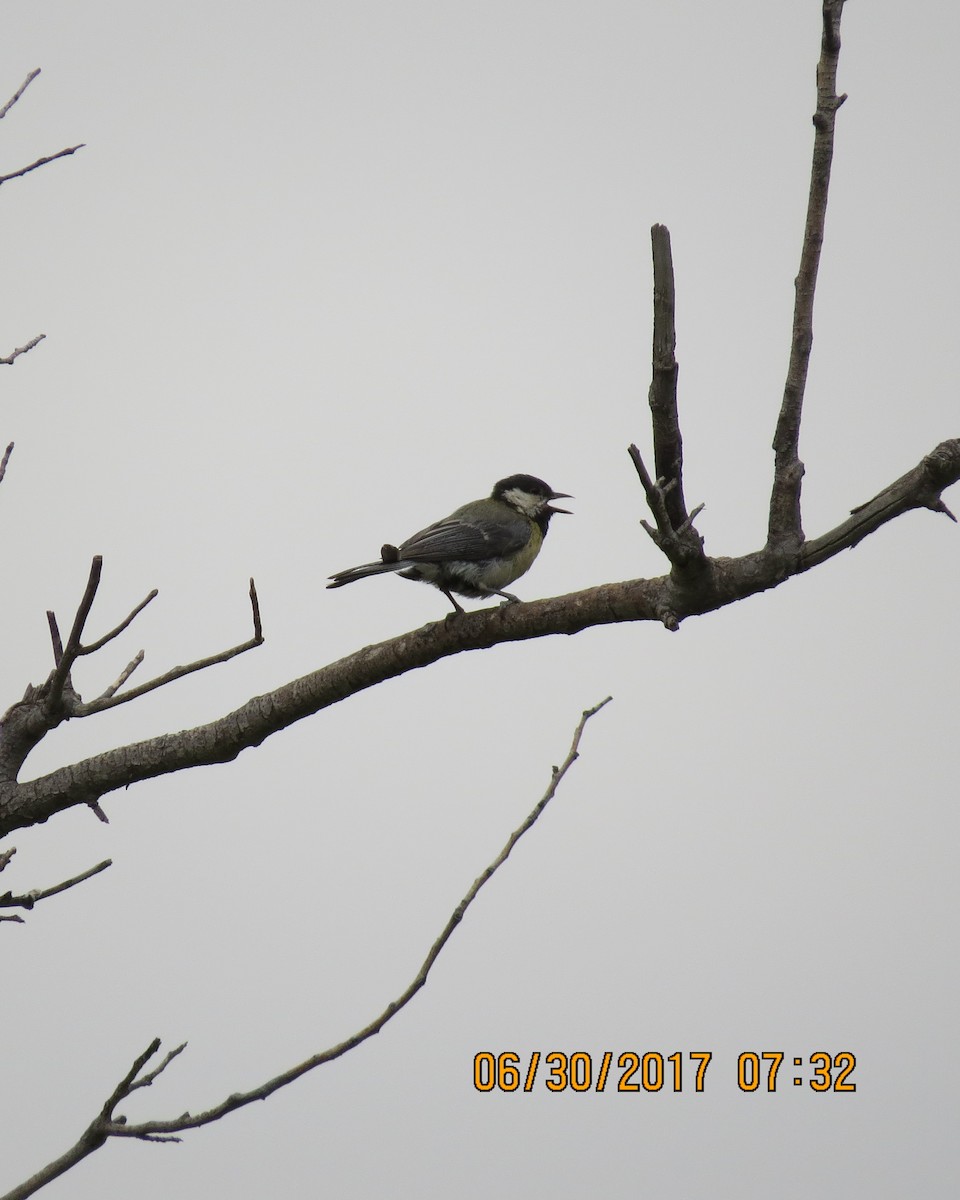 Great Tit - ML64580841