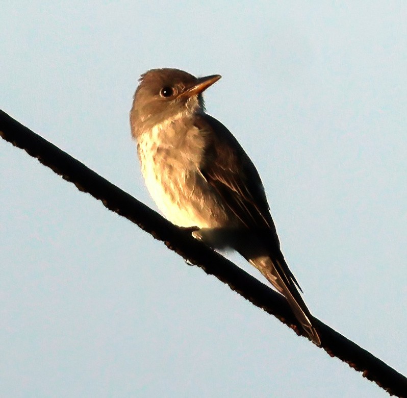 Olive-sided Flycatcher - ML645808411