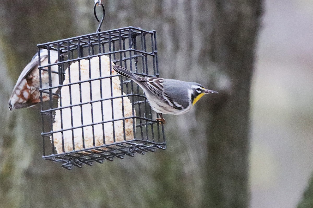 Yellow-throated Warbler - ML645808420