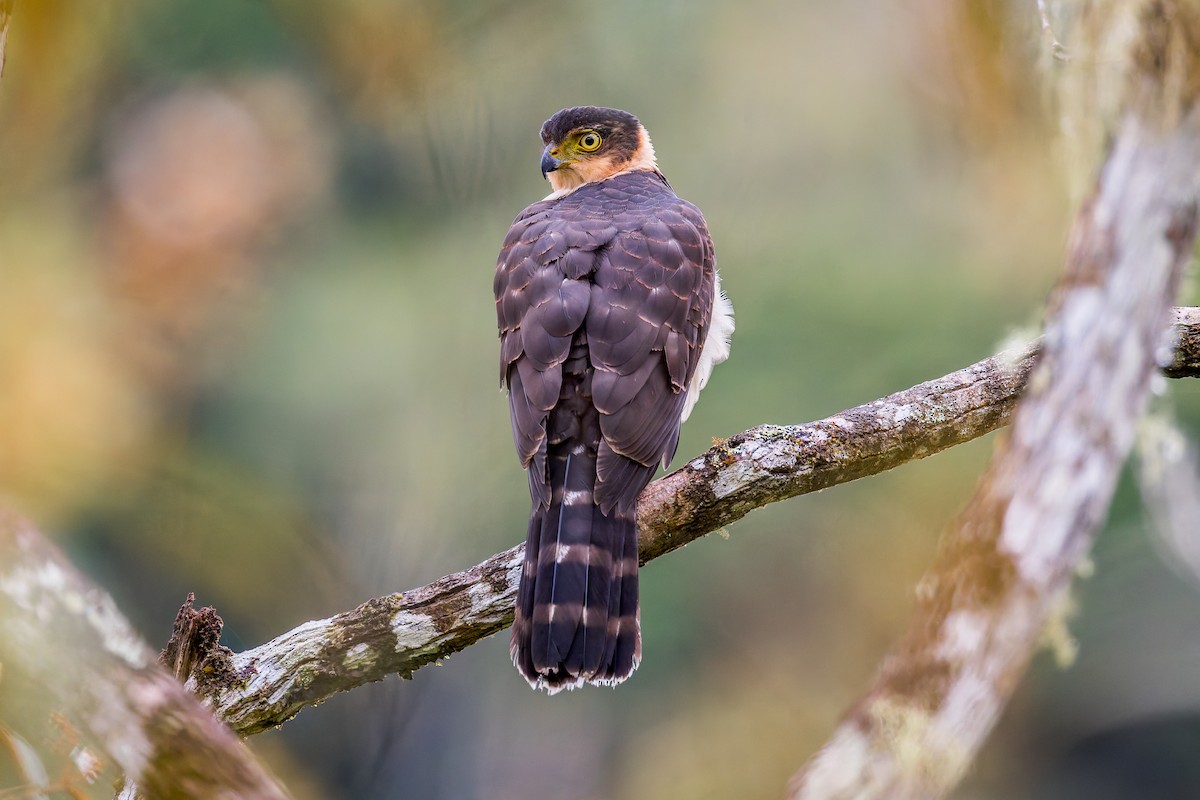 Bicolored Hawk - ML645808425