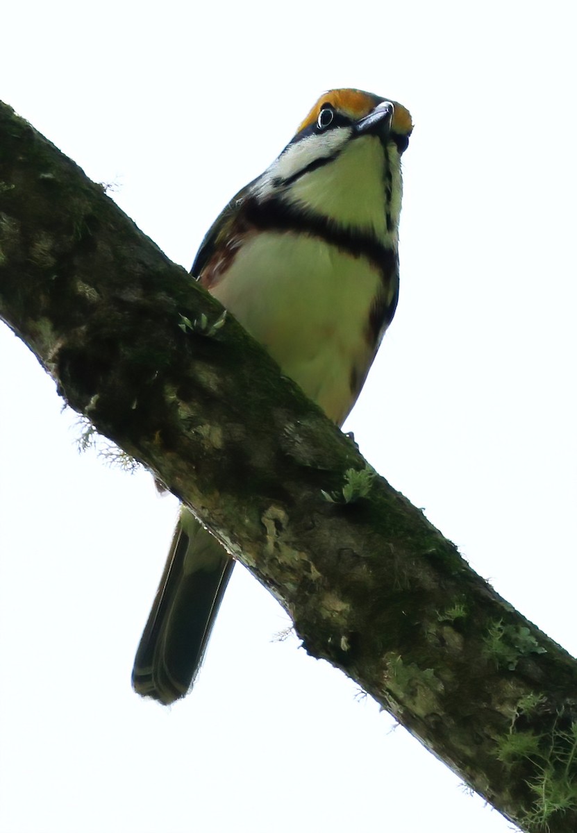 Chestnut-sided Shrike-Vireo - ML645808428