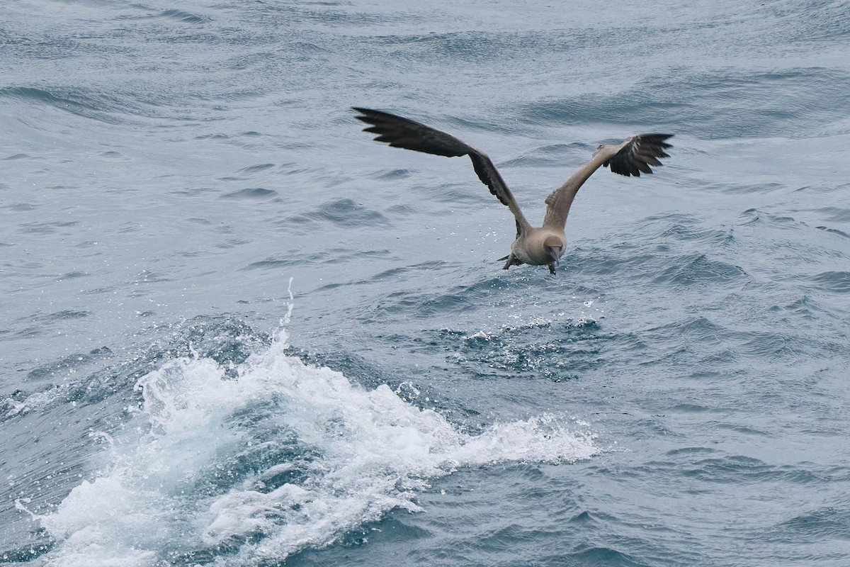 Сула червононога - ML645808433