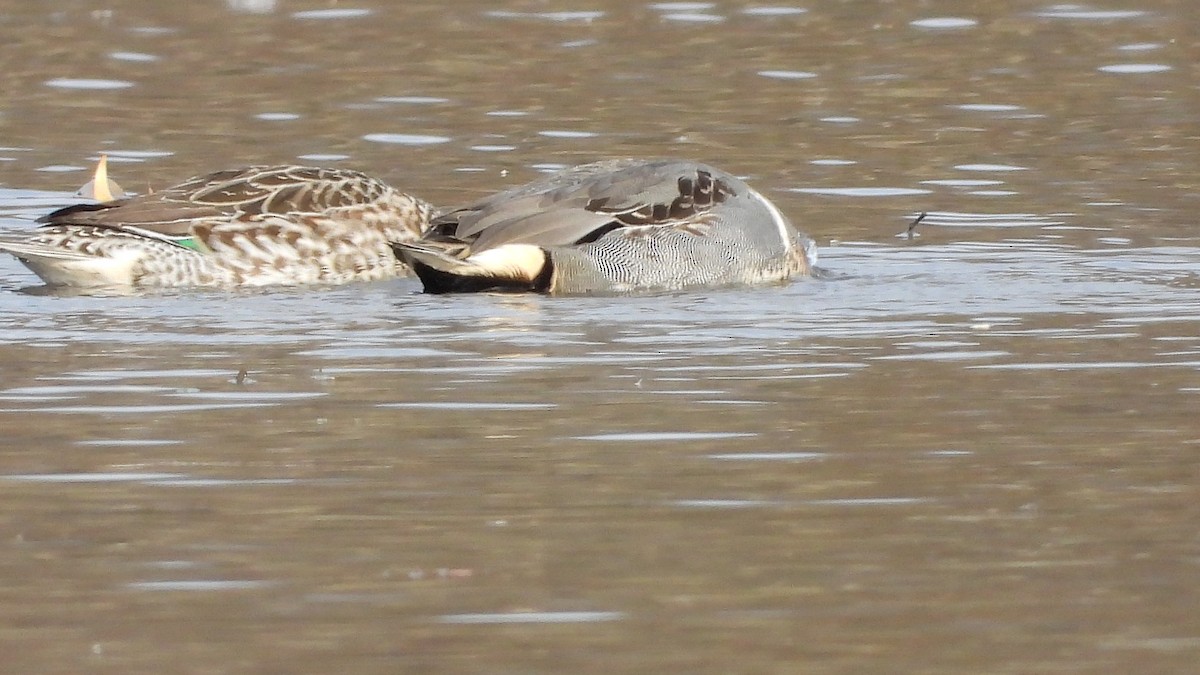 Green-winged Teal (American) - ML645808436