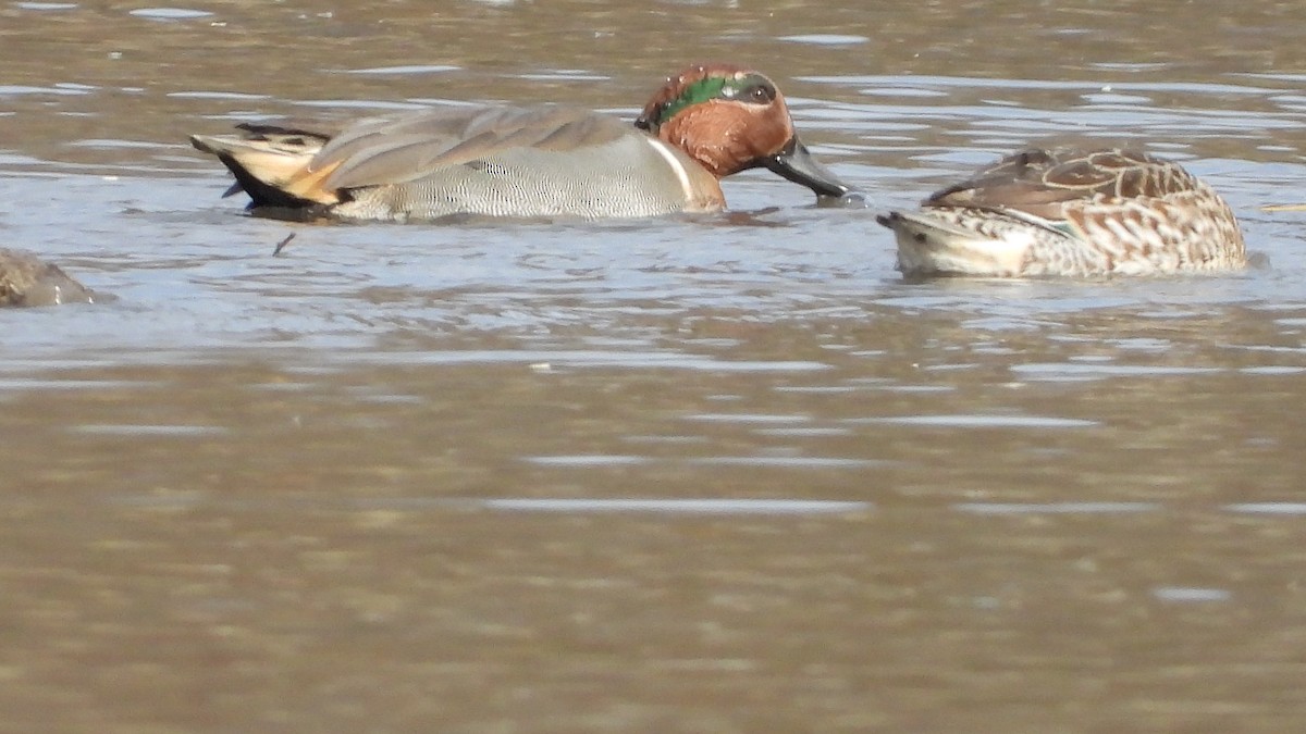 Green-winged Teal (American) - ML645808437
