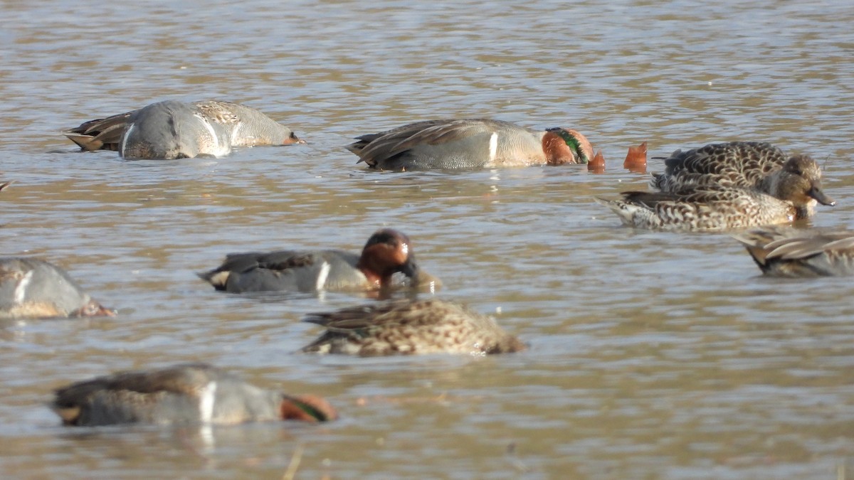 Green-winged Teal (American) - ML645808440