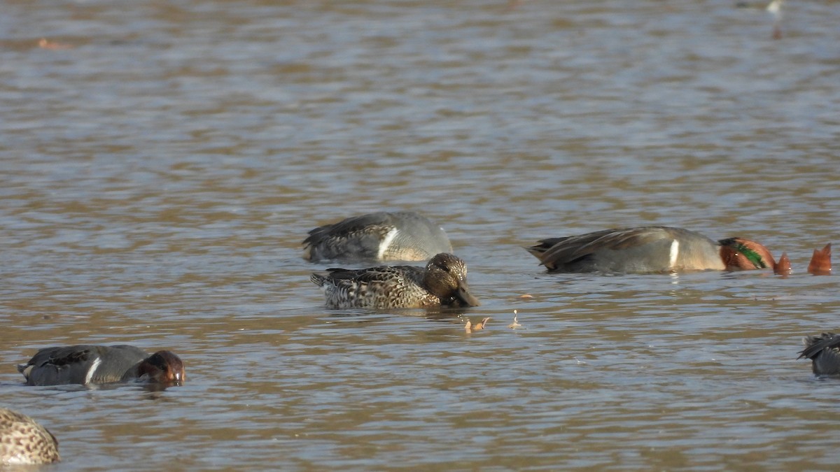 Green-winged Teal (American) - ML645808442
