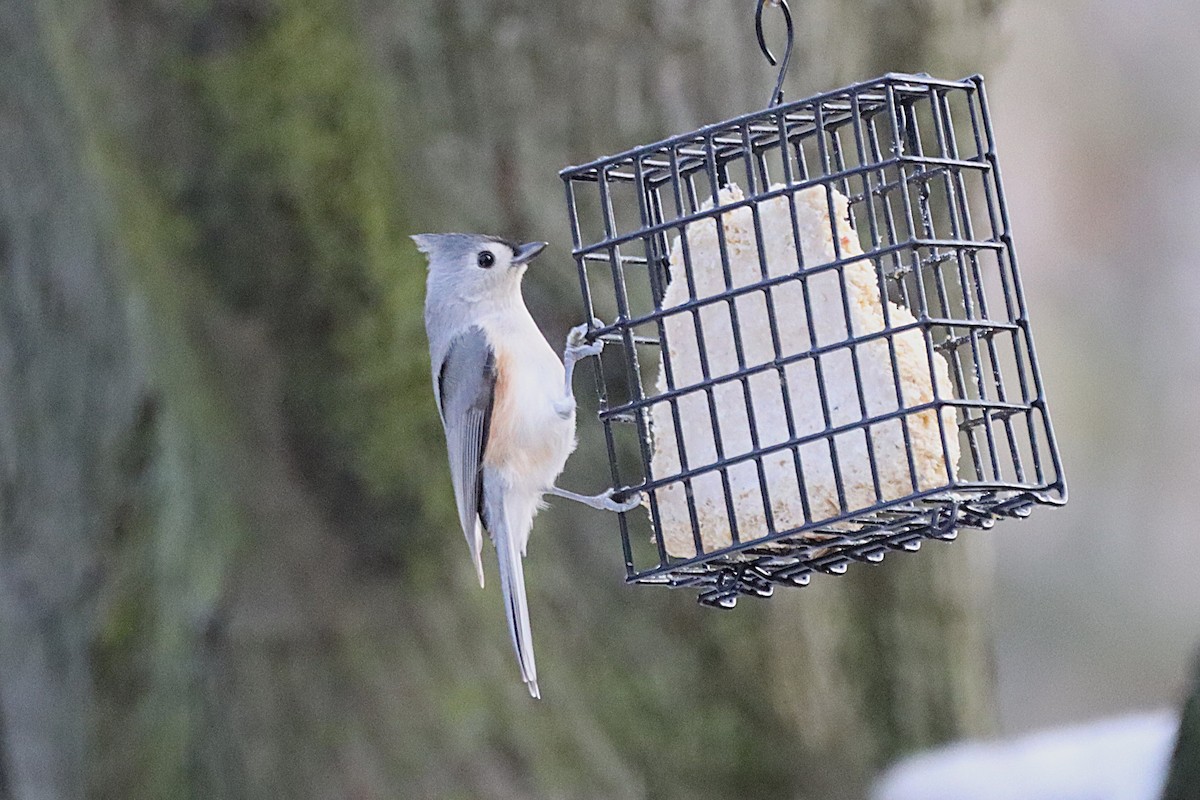Tufted Titmouse - ML645808445
