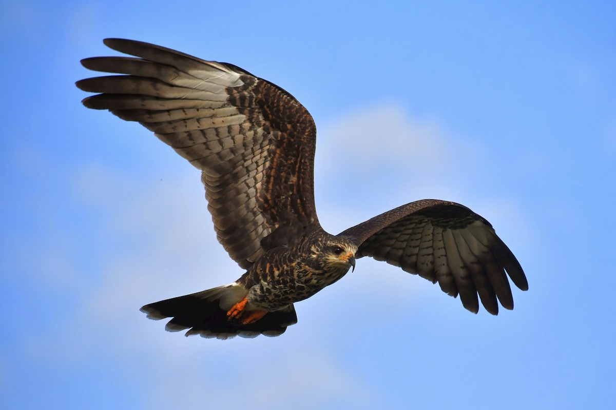 Snail Kite - ML645808447