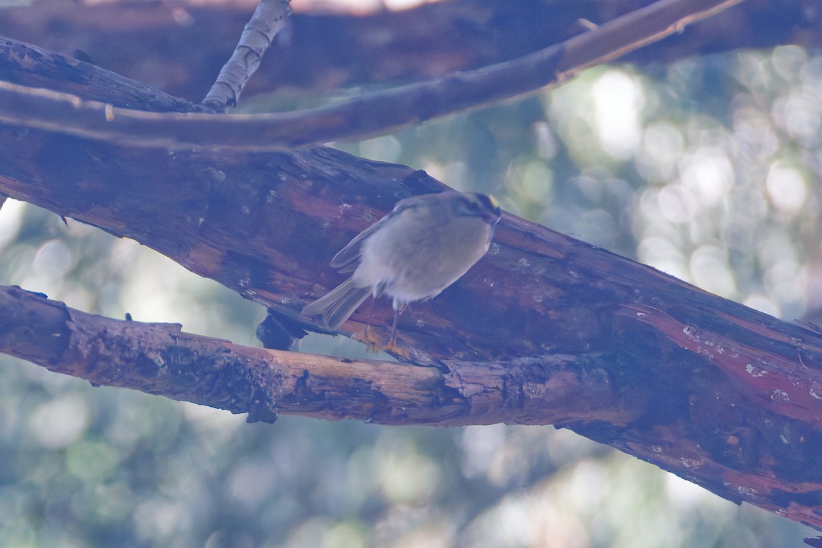 Golden-crowned Kinglet - ML645808458