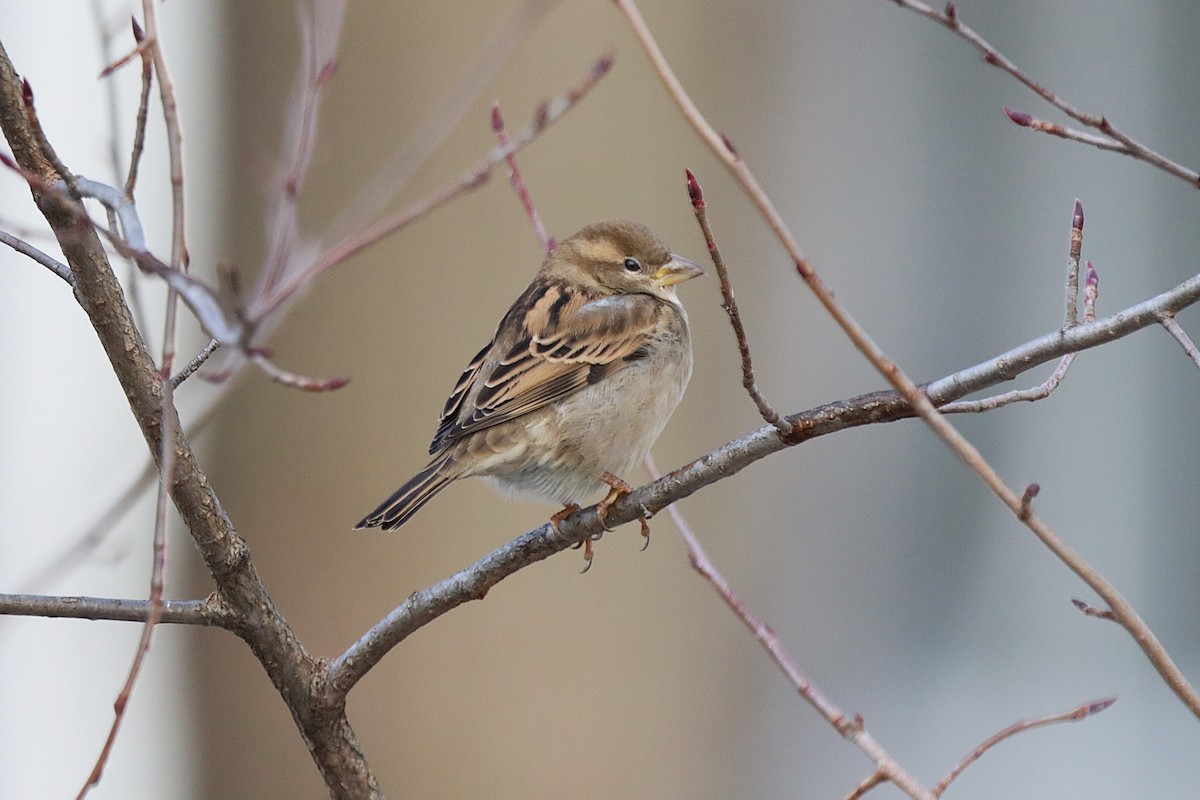 House Sparrow - ML645808459