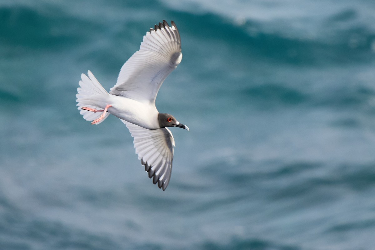 Gaviota Tijereta - ML645808460