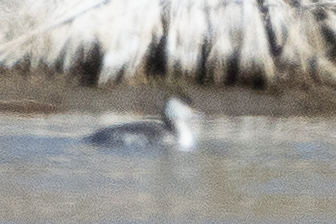 Horned Grebe - ML645808461