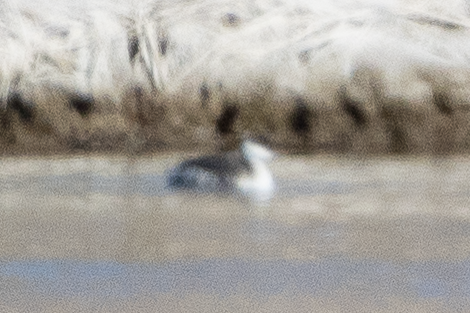 Horned Grebe - ML645808462