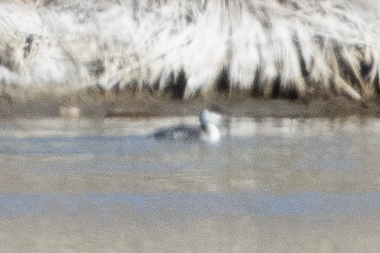 Horned Grebe - ML645808463
