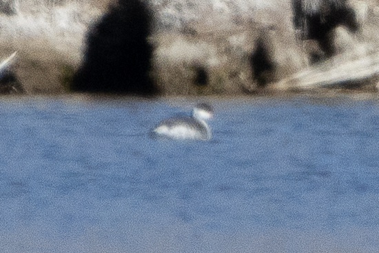 Horned Grebe - ML645808464