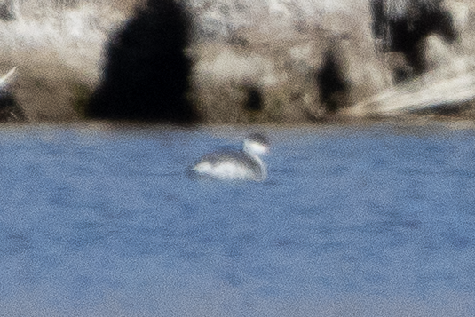 Horned Grebe - ML645808465