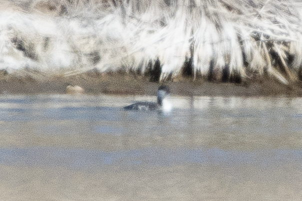 Horned Grebe - ML645808466