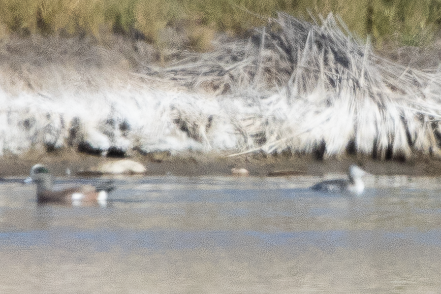 Horned Grebe - ML645808467