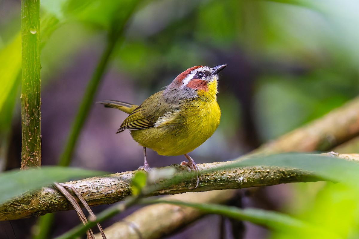 Paruline de Delattre - ML645808472