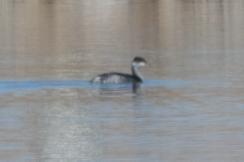 Eared Grebe - ML645808473