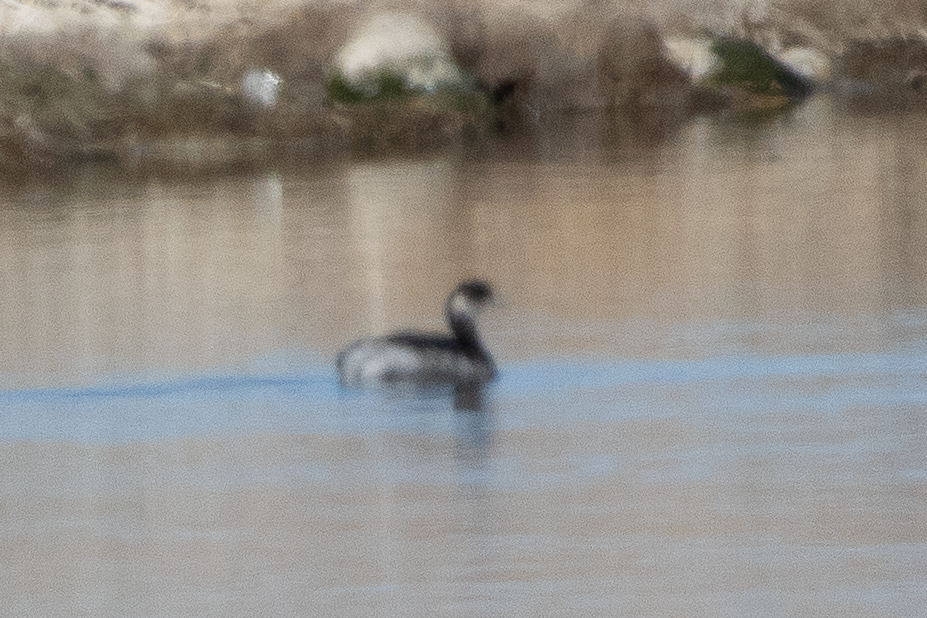 Eared Grebe - ML645808474