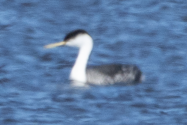 Western Grebe - ML645808486