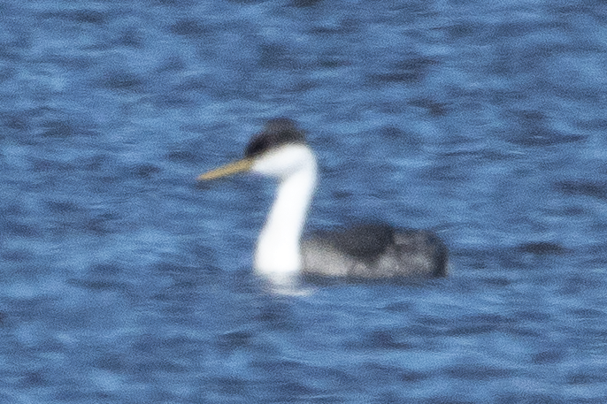 Western Grebe - ML645808487