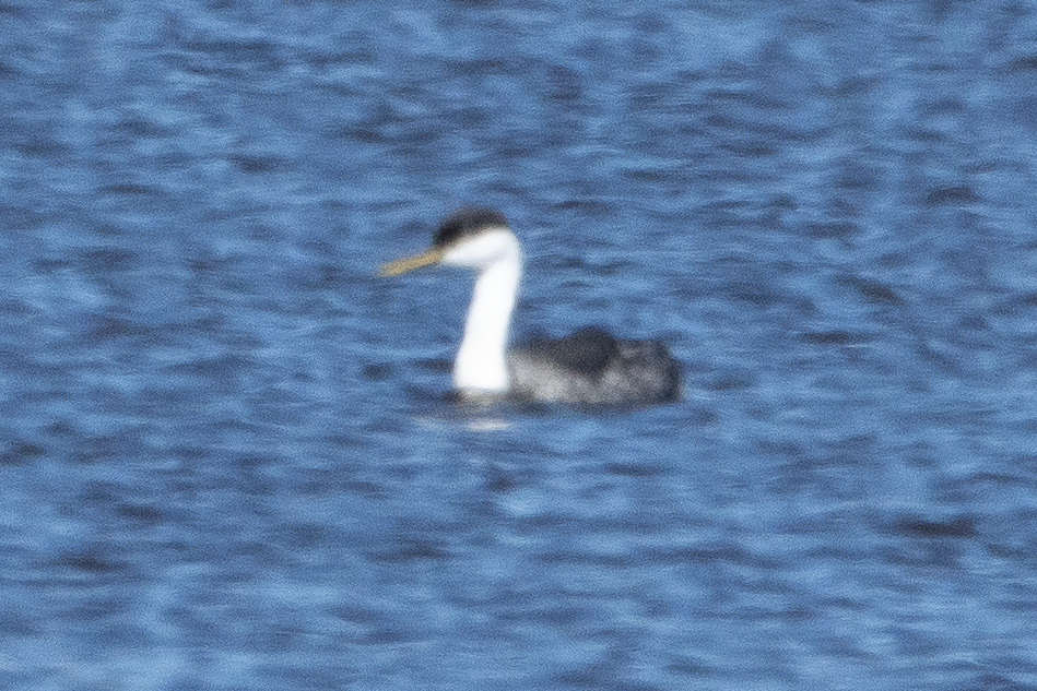 Western Grebe - ML645808488