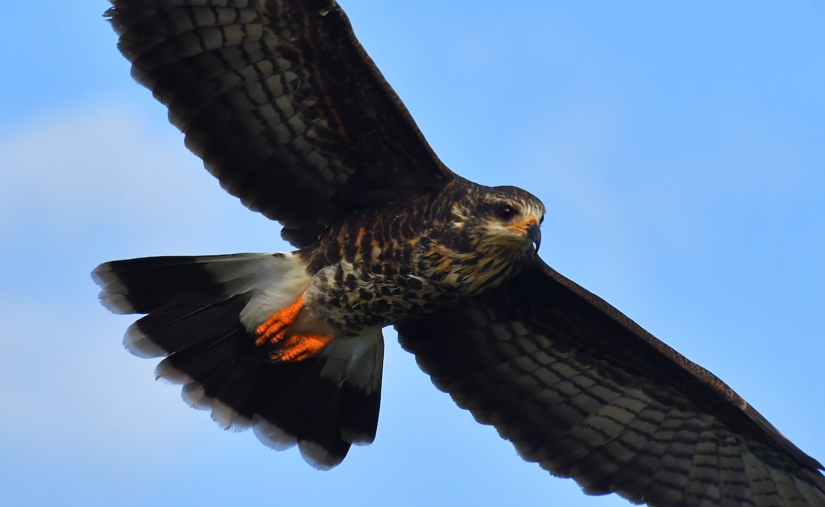 Snail Kite - ML645808489