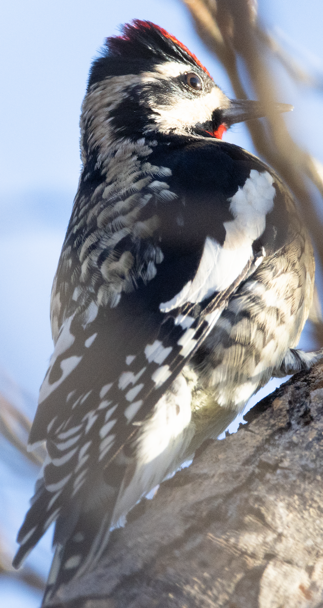 Yellow-bellied Sapsucker - ML645808495
