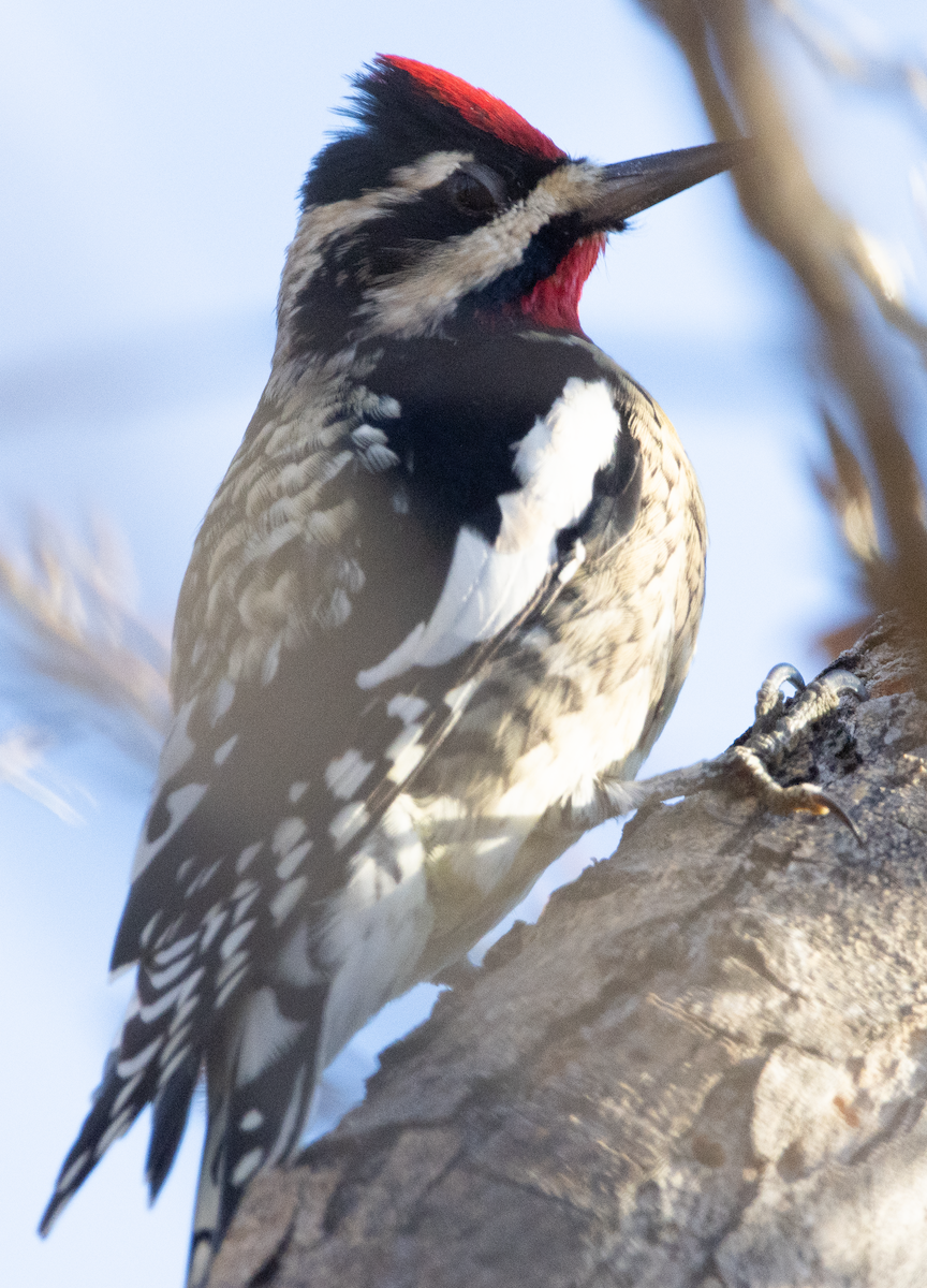 Yellow-bellied Sapsucker - ML645808496