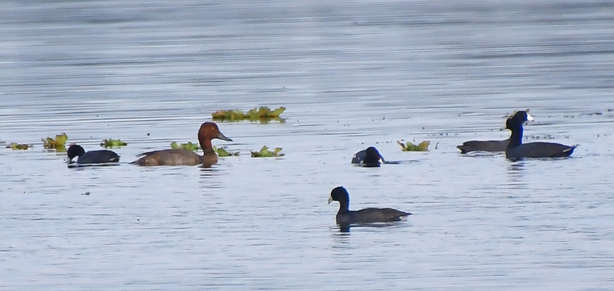 Redhead - ML645808497