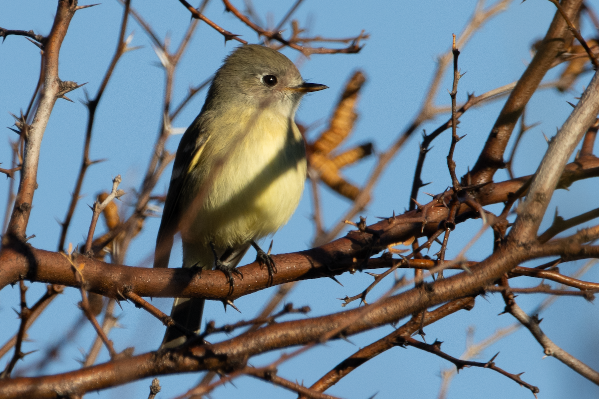 Dusky Flycatcher - ML645808499