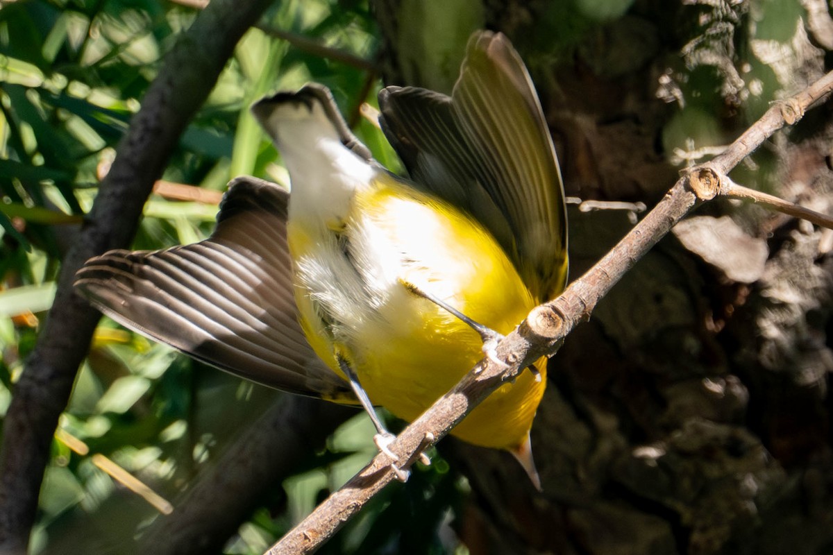 Prothonotary Warbler - ML645808501