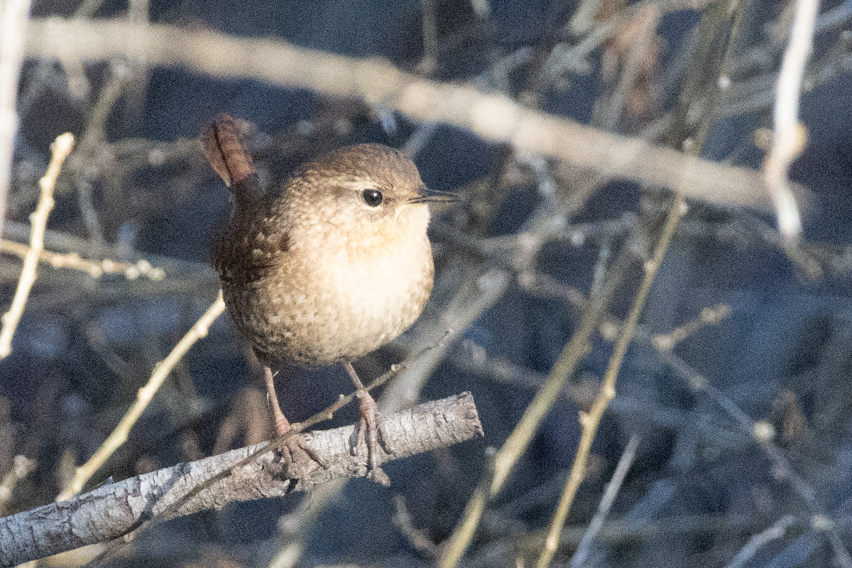 Winter Wren - ML645808508