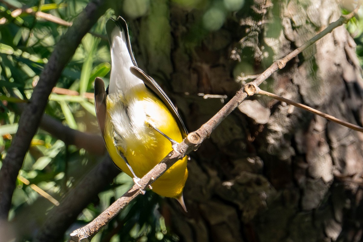 Prothonotary Warbler - ML645808509