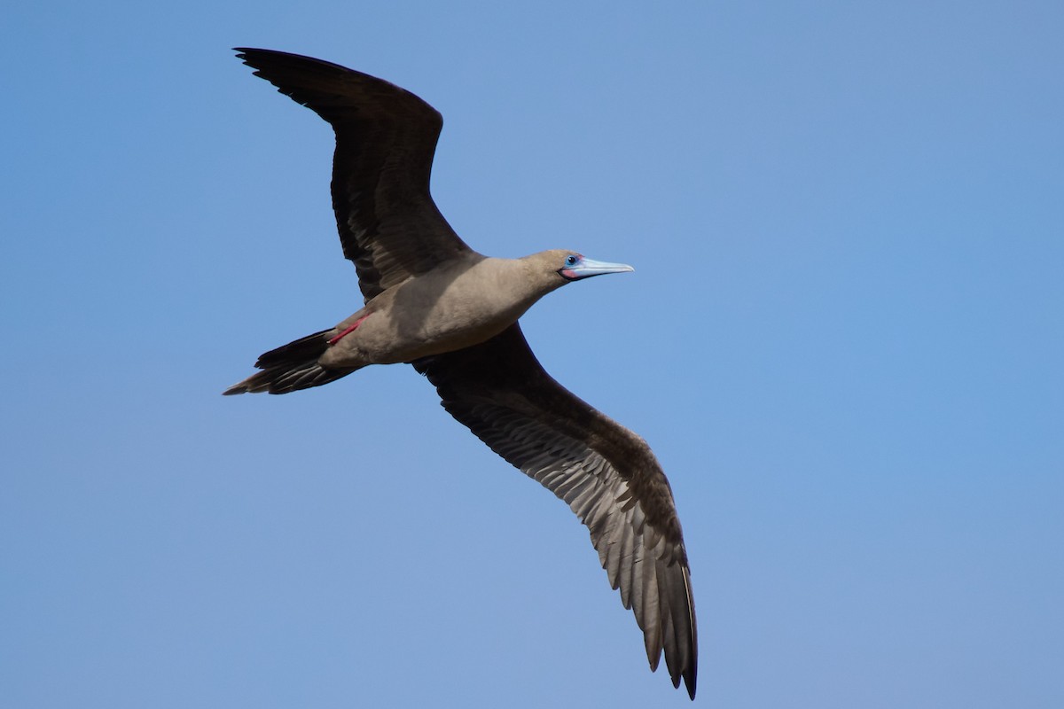 Сула червононога - ML645808512