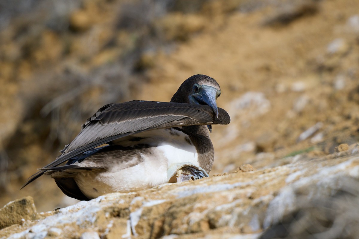 Сула червононога - ML645808513