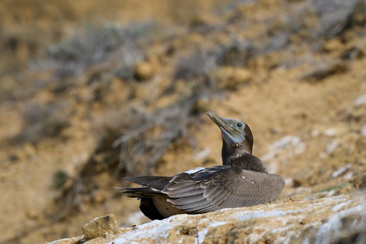 Сула червононога - ML645808514