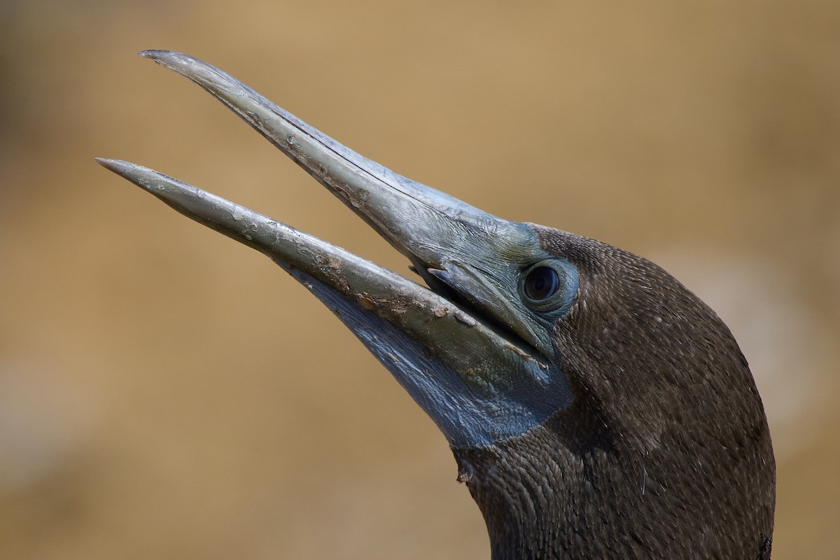 Сула червононога - ML645808515