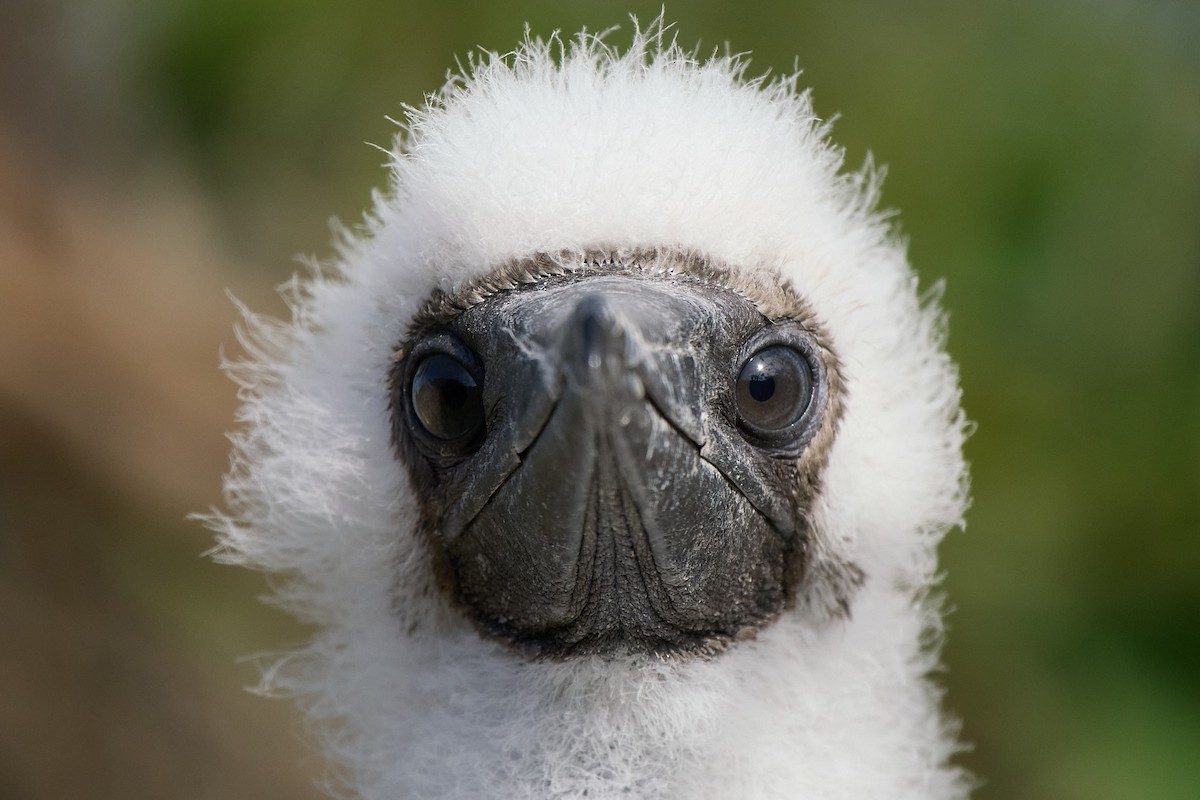 Сула червононога - ML645808516