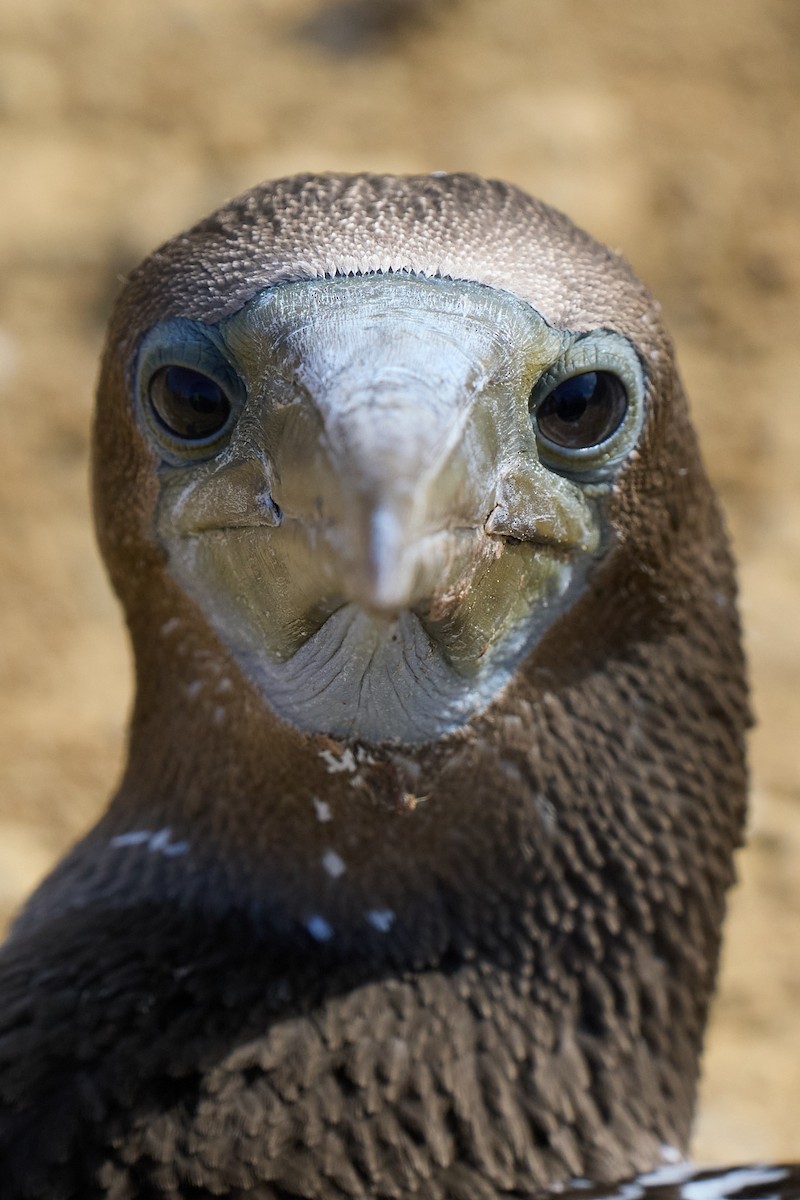 Сула червононога - ML645808517