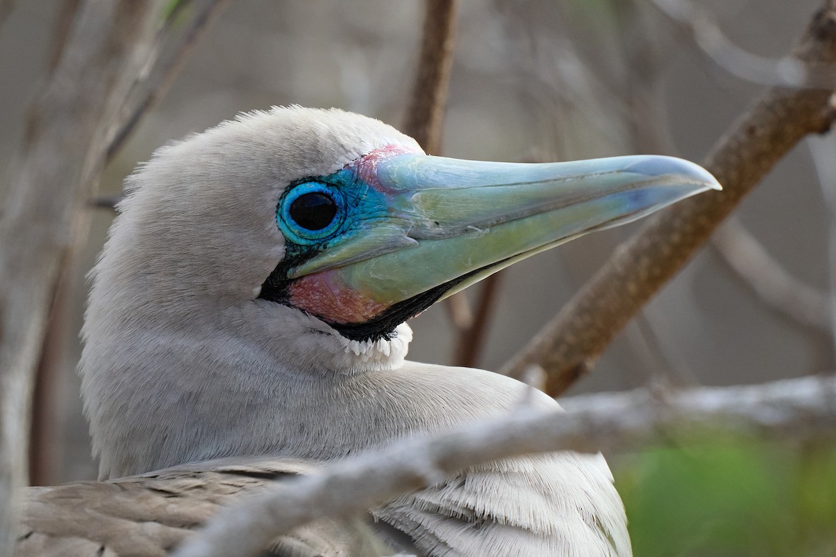 Сула червононога - ML645808518