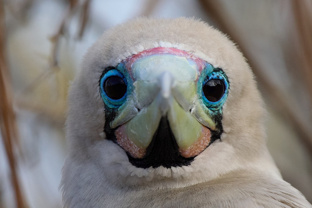 Сула червононога - ML645808519