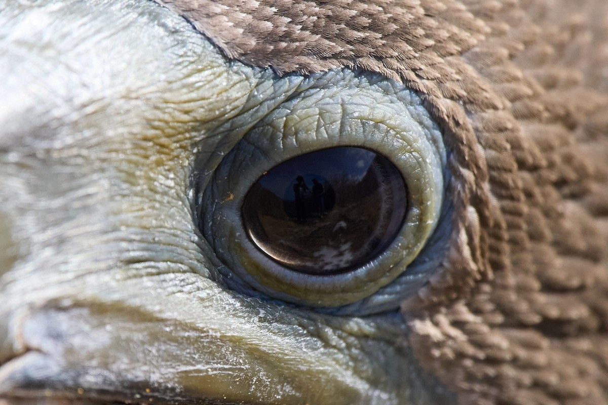 Сула червононога - ML645808520