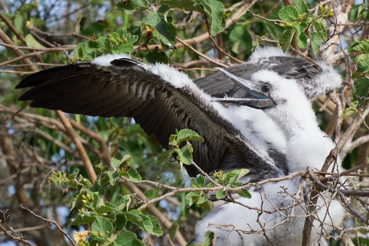 Сула червононога - ML645808521